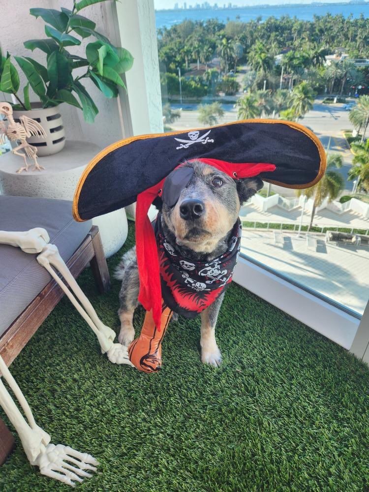 pet turf installation tampa pet turf installation tampa